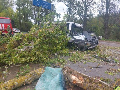 Под Гатчиной водитель на иномарке врезался в упавшее дерево и погиб