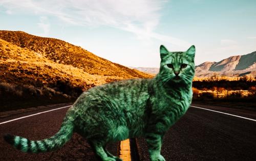 В Белоруссии обнаружили  «зелёного кота»