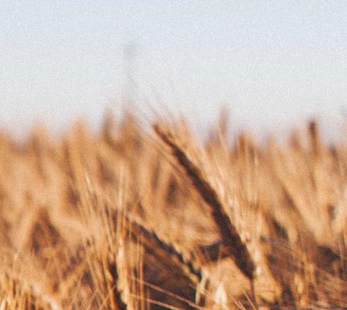 Bloomberg: Египет отказался от пшеницы из России в пользу зерна из Франции и ФРГ