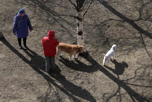 В сообществе зоозащитников оценили идею о штрафах за выгул собак без намордников
