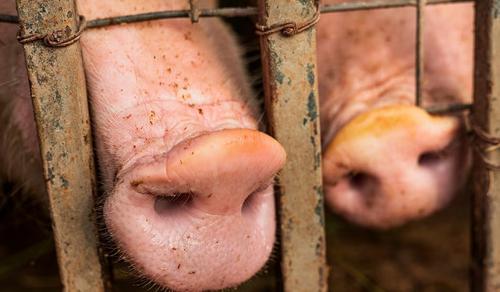 Африканскую чуму свиней выявили в Краснодарском крае