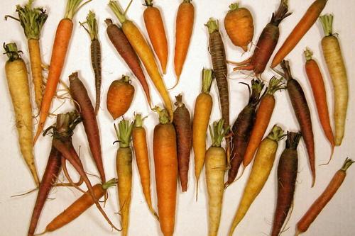 Генетики выяснили, как морковь приобрела оранжевый цвет