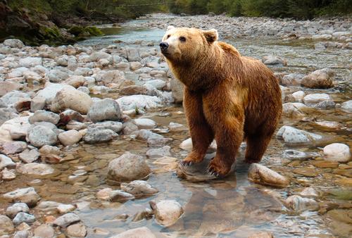 Медвежата гибнут в Японии из-за нехватки лосося