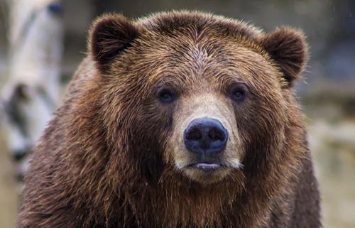 «112»: в Башкирии медведь напал на женщину