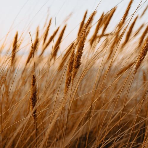 Россия может занять 25% мирового рынка зерна