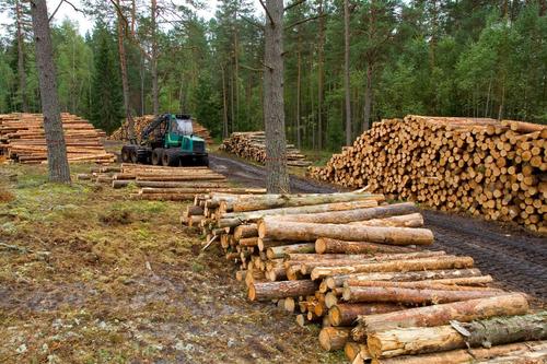 В Хабаровском крае ищут ушедшего с лесозаготовительной деляны человека