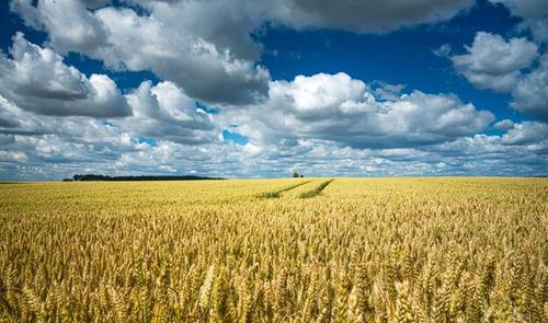 Россия предоставляет Китаю 32 миллиона гектаров Сибири под зерновые поставки?