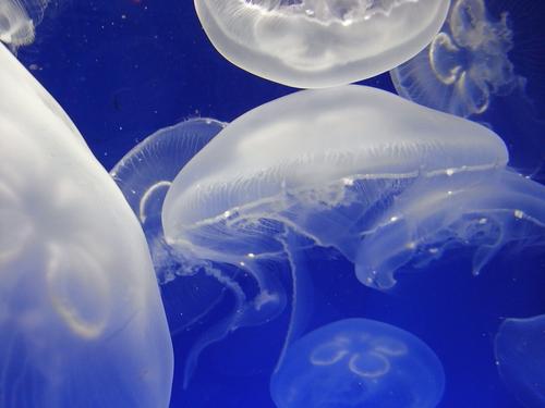 Осолонение Азовского моря вызвало рост численности медуз