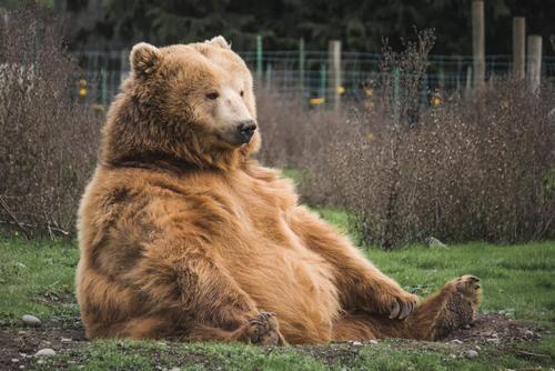 В Красноярске сотрудники охотнадзора патрулируют улицы из-за медведя