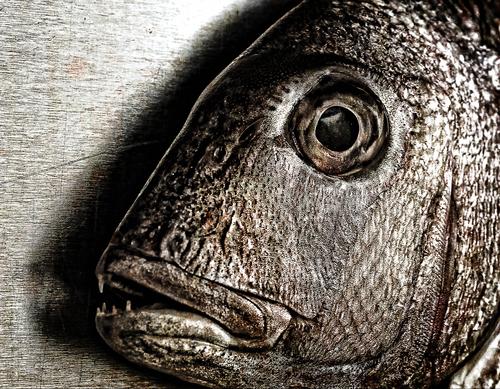 В Новосибирской области назвали причину гибели рыбы Бердского залива