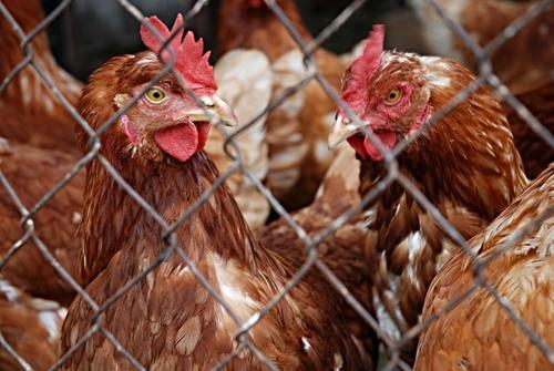 Цены на мясо курицы снова начали расти в Петербурге