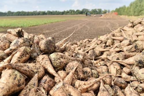 Аграрии Кущевского района получили один из самых высоких в крае урожай пшеницы