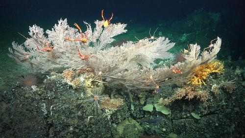 Нетронутые тысячелетние коралловые рифы, обнаруженные недалеко от Галапагосов