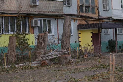 Такими темпами Астрахань скоро может остаться без деревьев