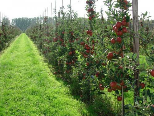 Кубань сохраняет лидерство по производству фрукт и ягод
