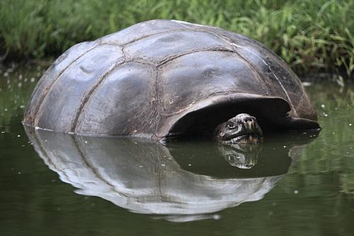 Галапагосские черепахи страдают от отходов жизнедеятельности человека