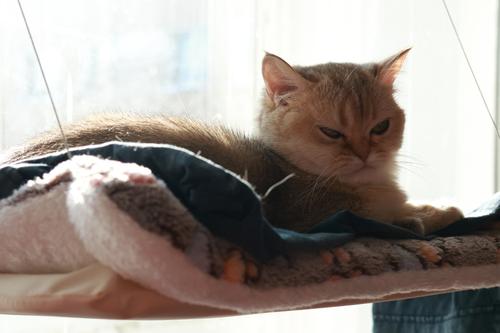 Петербурженка запнулась об кота и попала в реанимацию