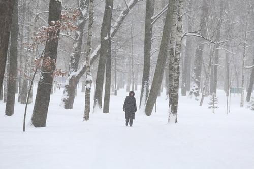 Снегопад повалил 625 деревьев на дороги Ленобласти