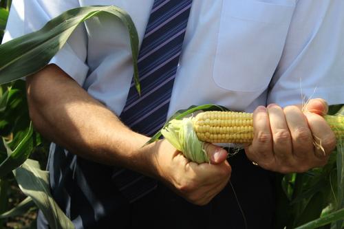 На Кубани готовят принципиально новый закон о семеноводстве