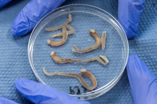 В США пытаются превратить корабельных червей в питательную пищу