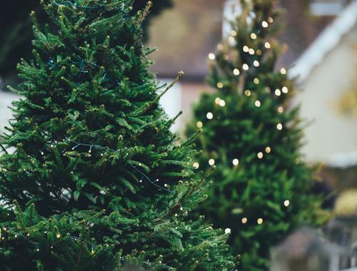 Эколог Шингаркин рассказал, какой вид новогодней елки экологичнее