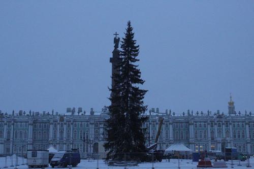 На Дворцовую площадь привезли новогоднюю елку