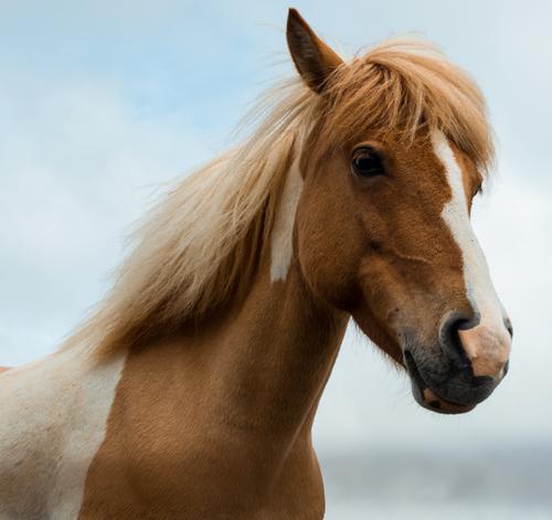 В Москве в конюшне в парке «Лосиный остров» при пожаре погибли 19 лошадей 