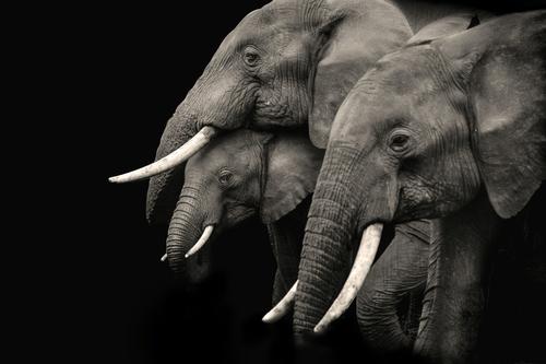 100 слонов погибли в парке Зимбабве в результате засухи