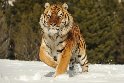 Жителей Хабаровского края осудили за продажу амурского тигра