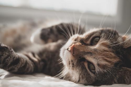 Ученые доказали способность кошек уменьшать уровень стресса у людей