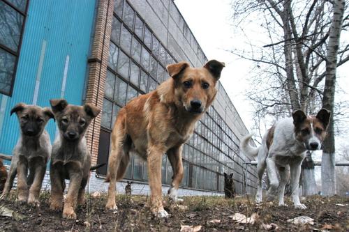 Бастрыкин поручил завести дело по факту нападения собак на хабаровчанку