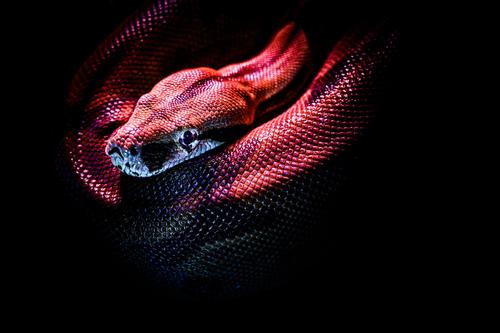 В Австралии женщину укусила ядовитая змея, пока она спала в своей постели