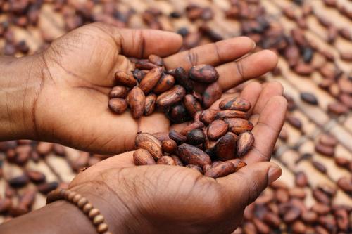 Какао-бобы по цене на бирже достигли исторического максимума