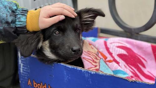 В Бурятии вступил в силу закон об эвтаназии бездомных собак