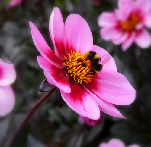 Азиатские шершни убивают медоносных пчел по всей Европе