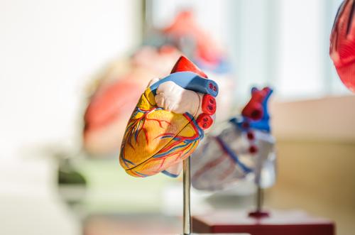 Кардиолог Ветлужская: Инфаркт миокарда сопровождается одышкой и болью в сердце