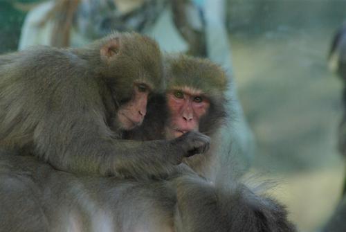 В Петербурге у туристов из Китая обнаружили оспу обезьян