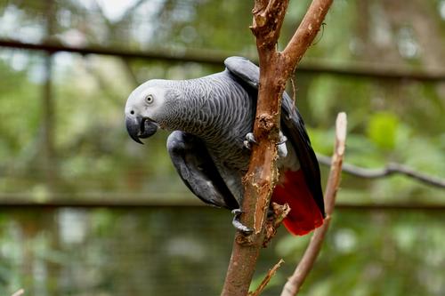 Сотрудники зоопарка Британии отучивают от мата африканских серых попугаев