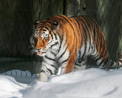 Shot: в Приморье неизвестные убили амурского тигра из Красной книги