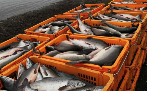 Хабаровский край вдвое увеличил экспорт рыбной продукции в КНР