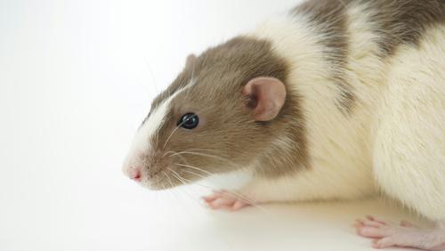 Чемодан с 25 крысами обнаружили на востоке Москвы