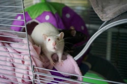 Фотограф из Франции обнаружил у крыс тягу к селфи