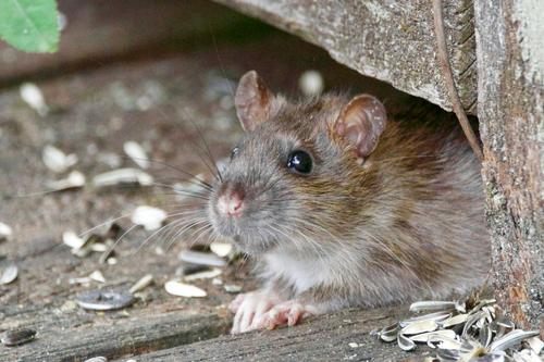 Директор актера Краско возмутился наличием крыс во дворе своего дома