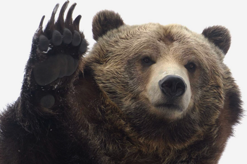 Раннее тепло в Хабаровске разбудило медведей в зоосаду «Приамурский»