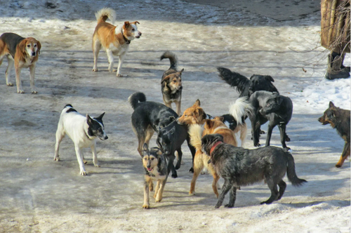 Бастрыкин запросил доклад по делу о нападении собак на людей в Хабаровске