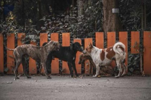 В Астрахани нарастает противостояние между защитниками бродячих собак и противниками их нахождения на улицах города