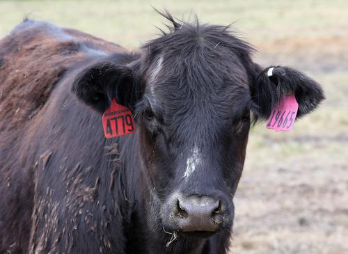 В Карелии фермер содержал скот в плохих условиях и продавал небезопасное молоко 