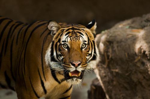 Петербургские зоозащитники спасают амурского тигра, изувеченного браконьерами