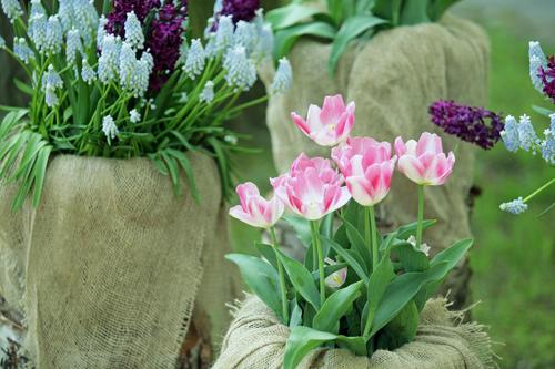 Эксперты рассказали, сколько будут стоить тюльпаны к 8 марта в Петрозаводске 