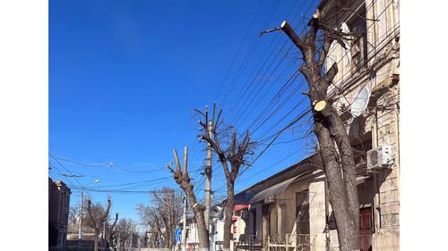 Крымские города продолжают украшать деревьями-обрубками